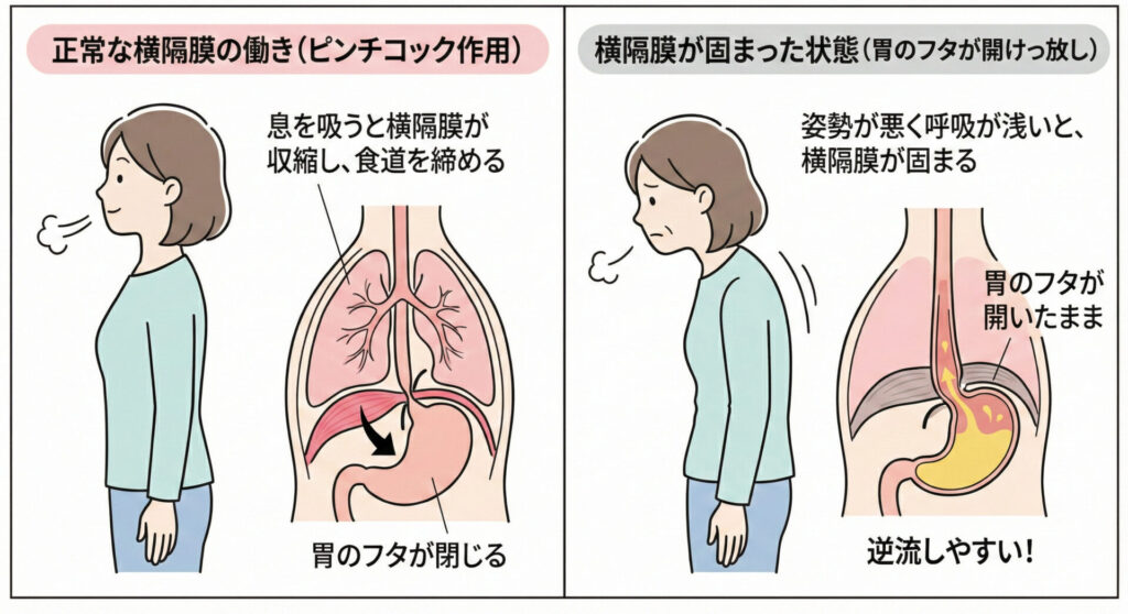 横隔膜の解剖図