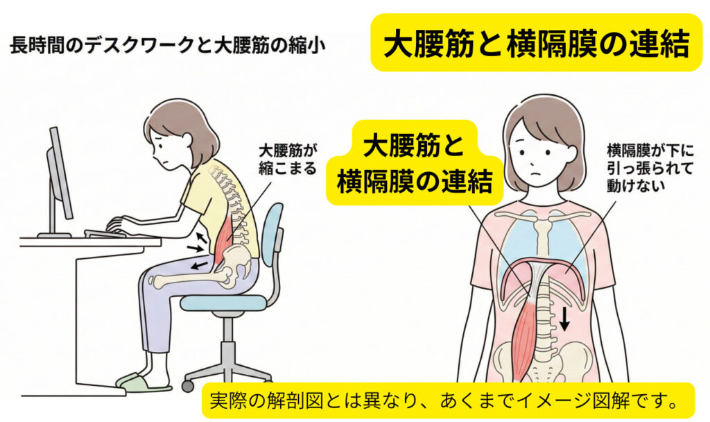 大腰筋と横隔膜の関係