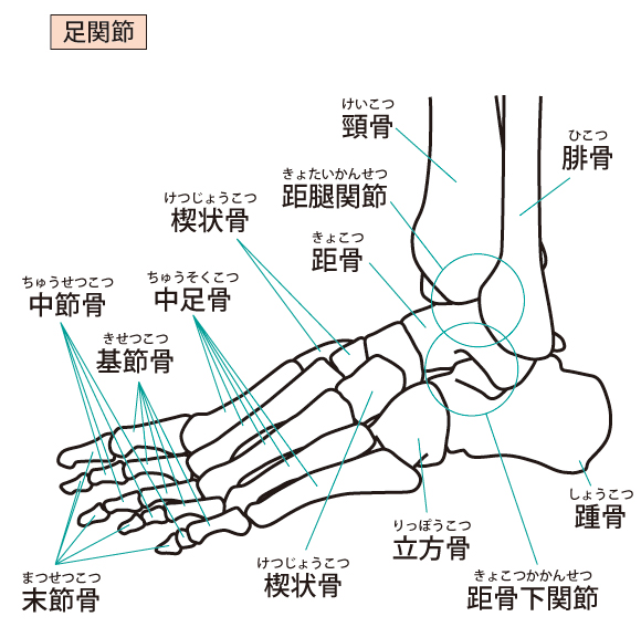 足の外側にある立方骨の位置を示す図